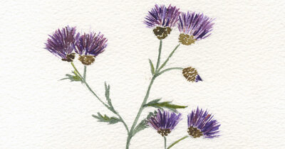 Watercolors